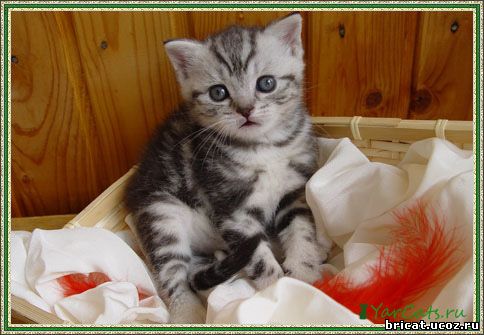 Британский котенок черный мрамор на серебре