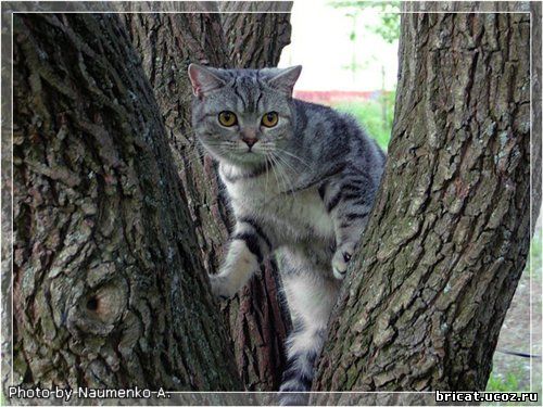 Британская кошка черный мрамор на серебре