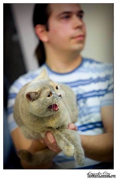 Лучшая британская кошка, Ярославль 7-8.11.09, лиловокремовая