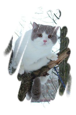 Британский кот лиловый ван, Ярославль
