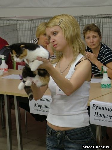 Выставка кошек 23-24 мая 2009 Ярославль