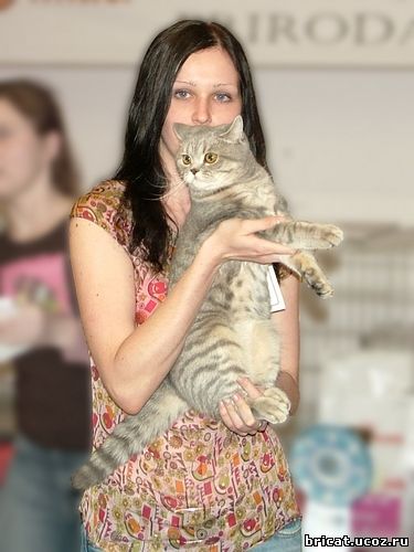 Британская кошка, 23-24 мая 2009 Ярославль 